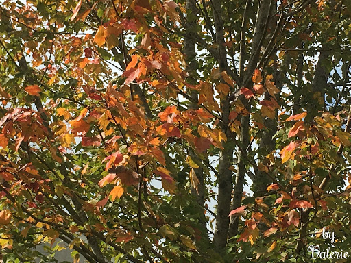 Yes, the leaves are turning!