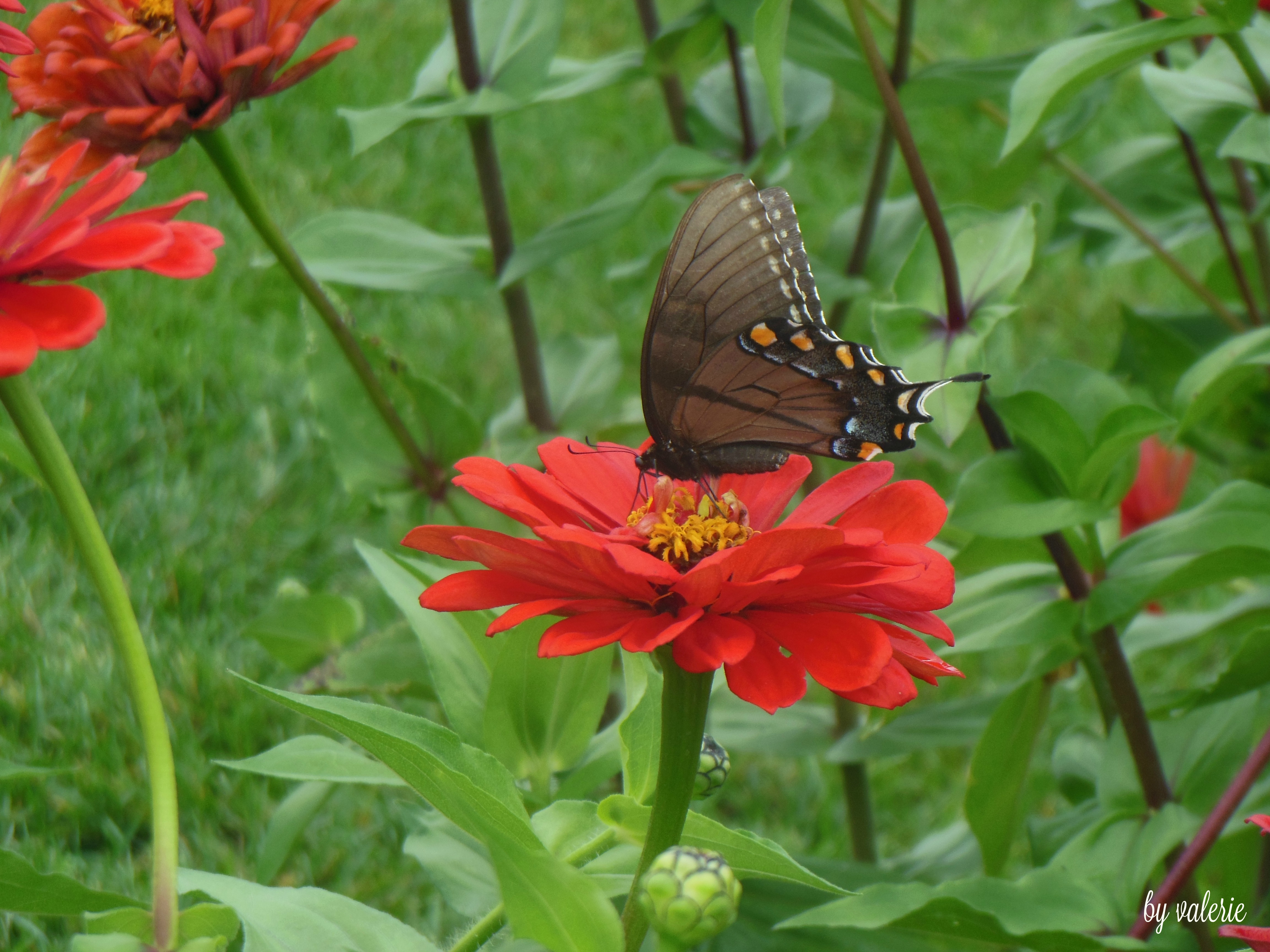 33038881_844971702380635_1723938488941805568_n