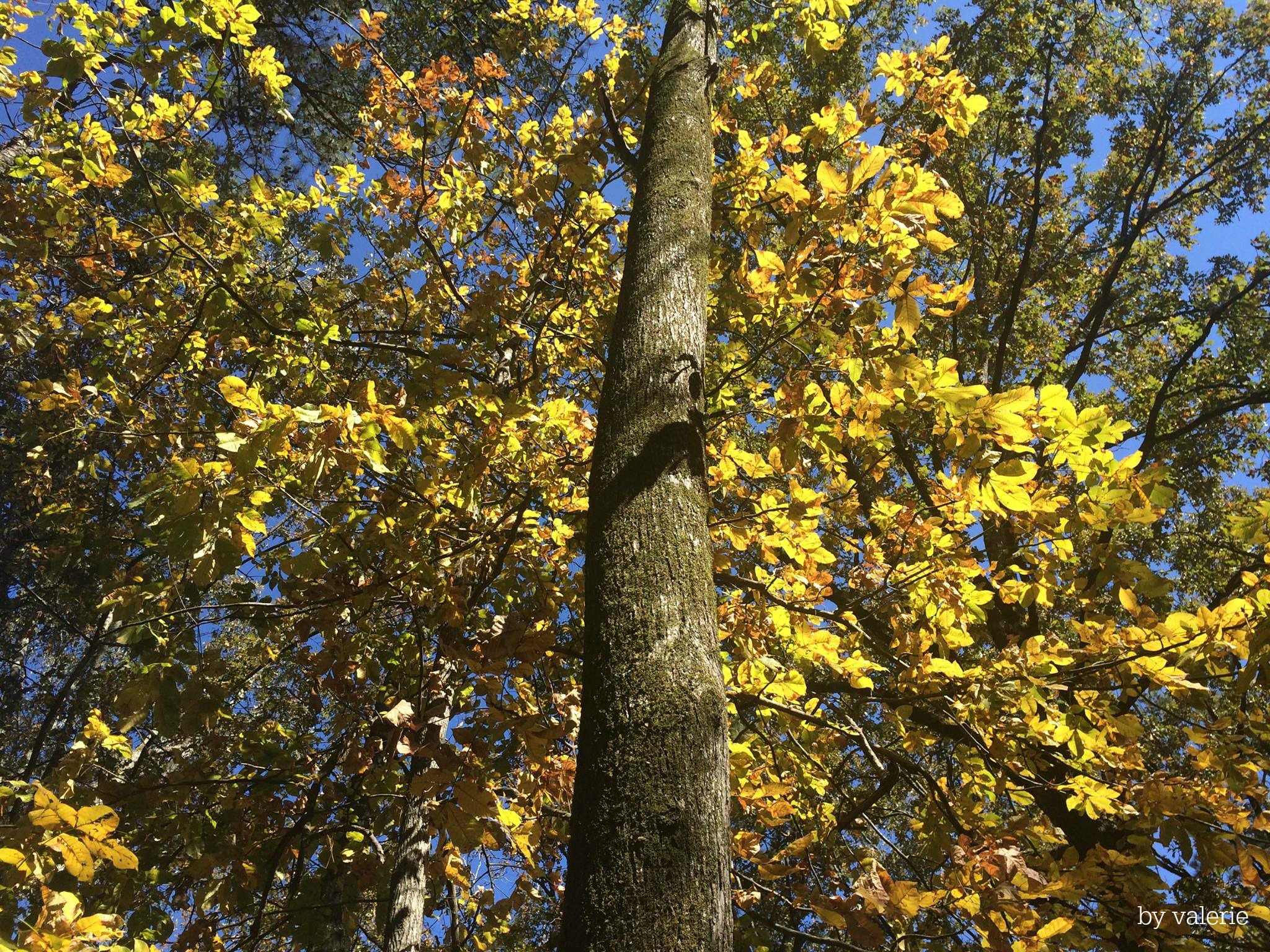 14918789_571951203016021_4591130726022028919_o